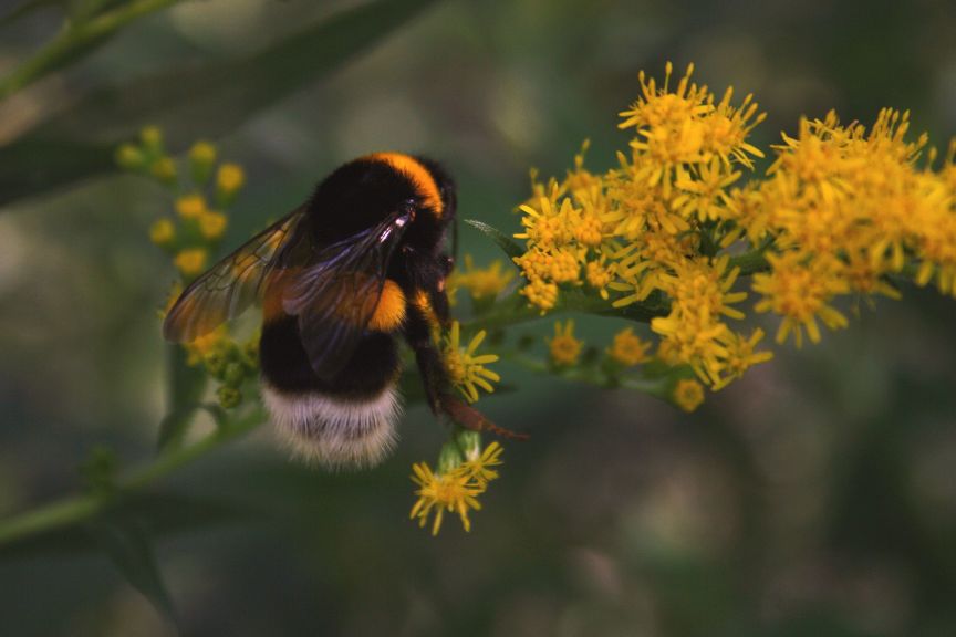 Bombus terrestris?